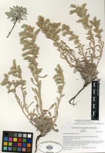 Herbarium sheet SDSU 21286