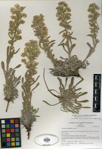 Herbarium sheet SDSU 21386