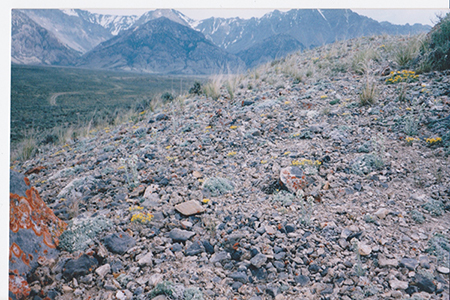 Oreocarya higginsii field image 1