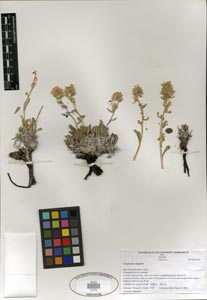 Herbarium Sheet SDSU 20709