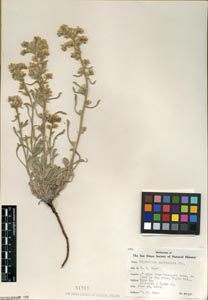 Herbarium sheet SD51318