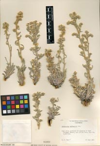 Herbarium sheet SD81222