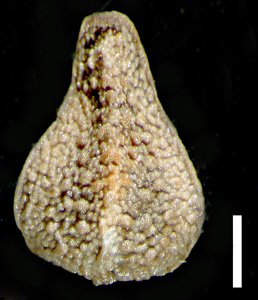 Nutlet Dorsal View of RSA 516990