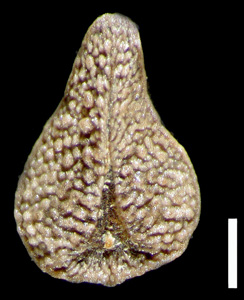 Nutlet Ventral View of RSA 516990