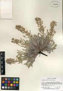 Herbarium Sheet RSA 516990