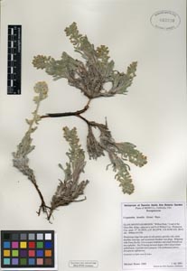 Herbarium Sheet RSA 682210