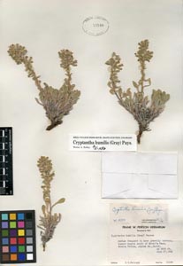 Herbarium Sheet RSA 79940