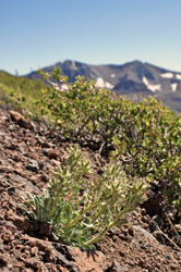 Oreocarya humilis Field image 2 SDSU 20088