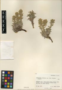 Herbarium Sheet SD 104193