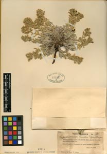 Herbarium Sheet SD 87618