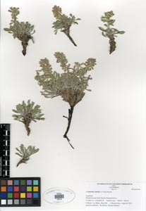 Herbarium Sheet SDSU 20013