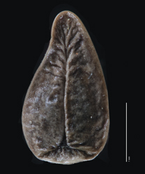 Nutlet Ventral View SDSU 20212