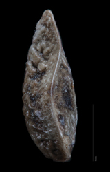 Nutlet Lateral View SDSU 20212