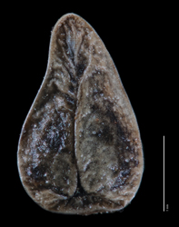 Nutlet Ventral View SDSU 20212