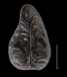 Nutlet Ventral View SDSU 20212