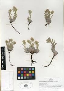 Herbarium Sheet SDSU 20206