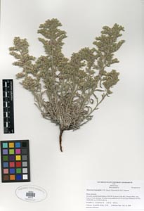 Herbarium Sheet SDSU 20212