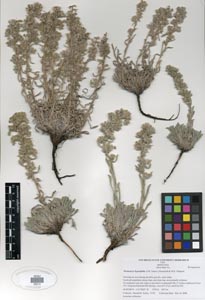 Herbarium Sheet SDSU 20212