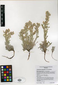 Herbarium Sheet SDSU 20205