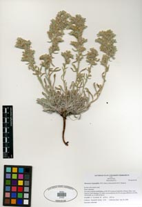 Herbarium Sheet SDSU 21423