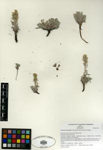 Herbarium Sheet SDSU 21424