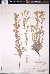 Herbarium Sheet 