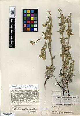 Oreocarya insolita Holotype GH00097354