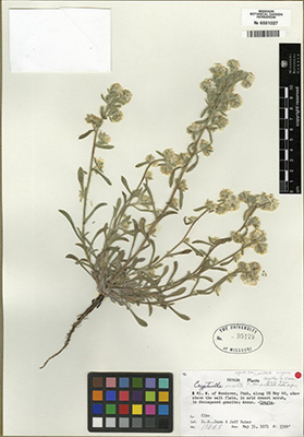 Herbarium Sheet MO95179