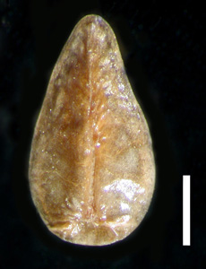 Nutlet Ventral View RSA 236860