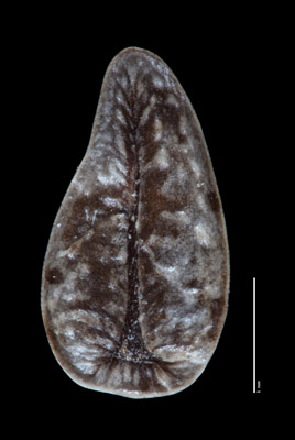 Nutlet Ventral View SDSU 21487