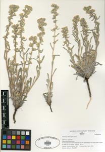 Herbarium Sheet SDSU 21287