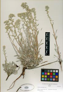 Herbarium Sheet SDSU 21473