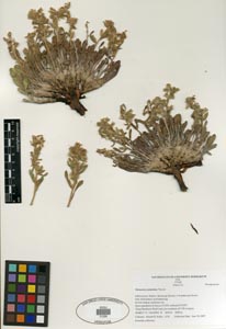 Herbarium Sheet SDSU 21290