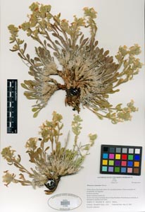 Herbarium Sheet SDSU 21289