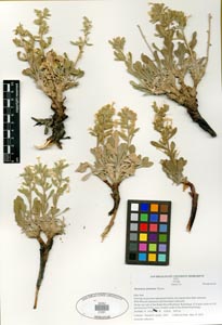 Herbarium Sheet SDSU 21291