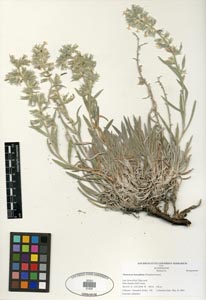 Herbarium Sheet SDSU 21426