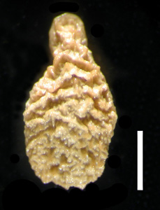 Nutlet Dorsal View POM 46763