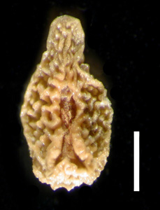 Nutlet Ventral View POM 46763