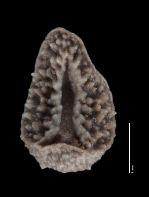 Nutlet Ventral View SDSU 21292