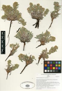 Herbarium Sheet SDSU 21292