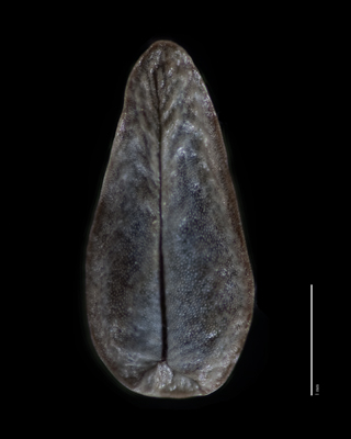 Nutlet Ventral View SDSU 20217