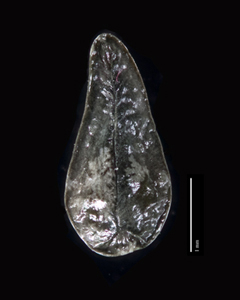 Nutlet Ventral View SDSU 20055