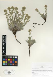 Herbarium Sheet SDSU 20217