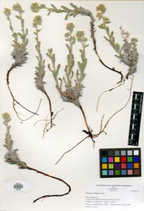 Herbarium Sheet SDSU 20226