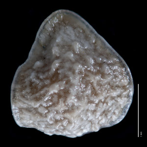 Nutlet dorsal view, RSA492203