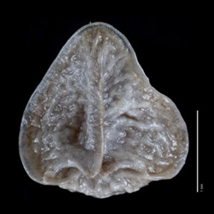 Nutlet ventral view, RSA492203