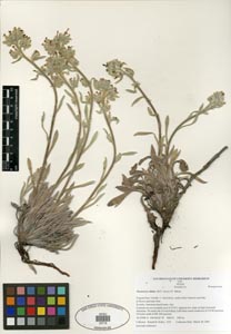 Oreocarya oblata herbarium specimen:
Kelley 1225, SDSU20716