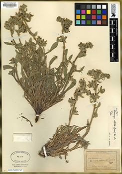 Oreocarya oblata type specimen: RSA0006576=POM46514)