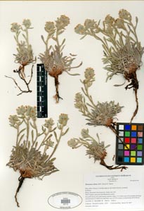 Oreocarya oblata herbarium specimen:
Kelley 1215, SDSU20713