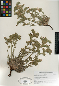 Herbarium specimen, Oreocarya oblata, SDSU20726